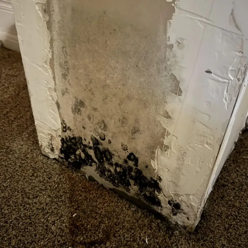 Professional Mold Removal in West Milford, NJ